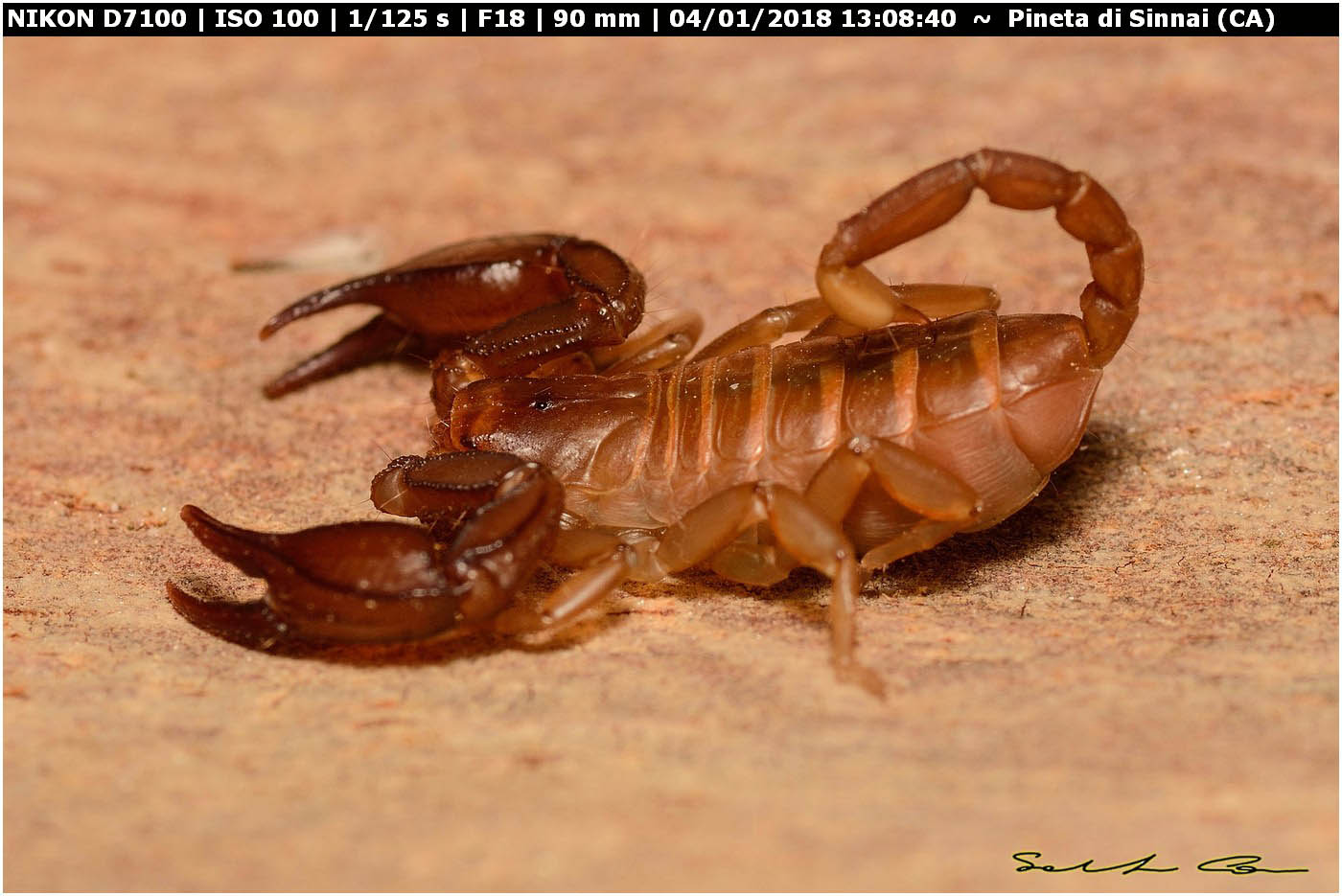 Euscorpius cf. canestrinii da Sinnai